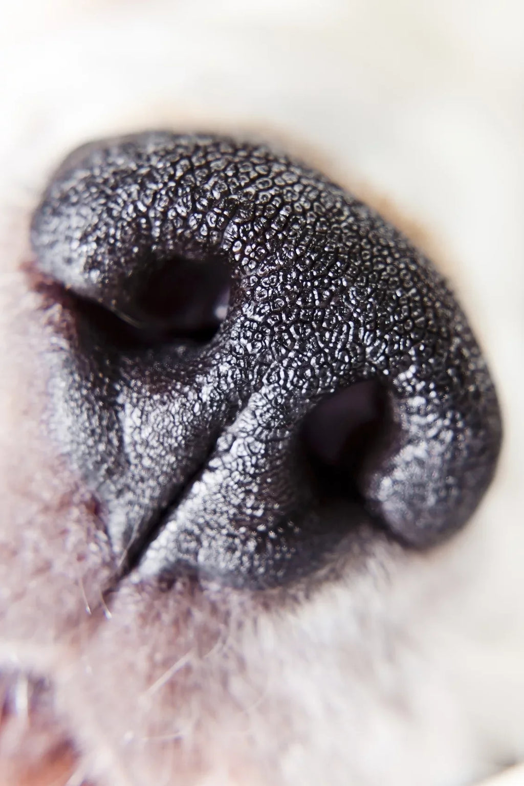 10x Alpha A3000 Definition Close-Up High (Macro) Element 2 (67mm) Lens