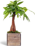 Luck First in Indoor Houseplant Money Tree, Tree, Pot Good 6" Pachira Aquatica, Gift, for Housewarming Wooden Office Live Home, Plant, Gift Gift Gardener