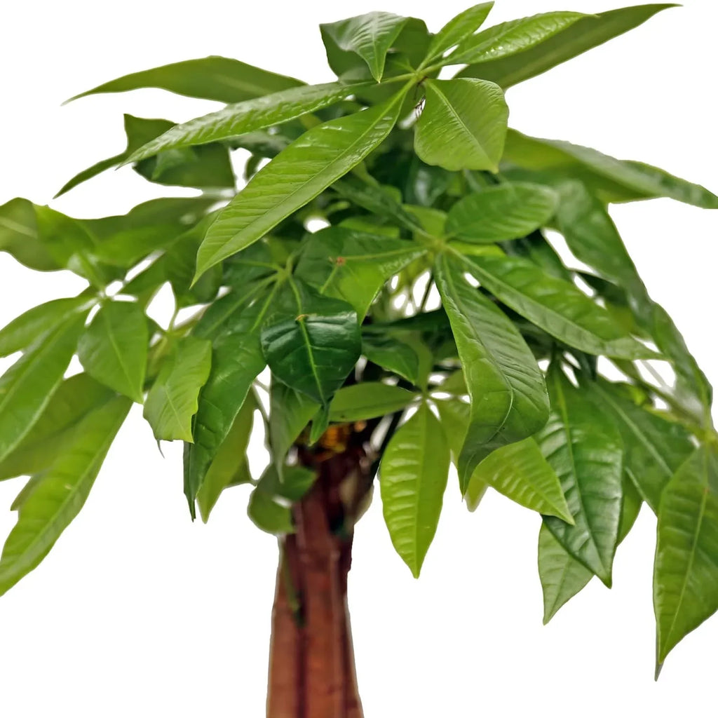 Luck First in Indoor Houseplant Money Tree, Tree, Pot Good 6" Pachira Aquatica, Gift, for Housewarming Wooden Office Live Home, Plant, Gift Gift Gardener