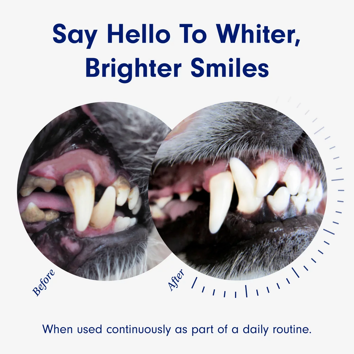 Breath Fresh oz. fl 8 Additive Dog PetLab Dental For Care & liquid Co.
