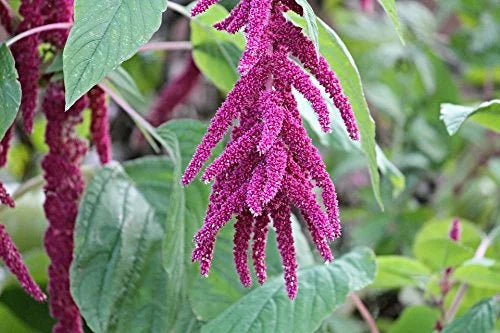 Grain (5LB) Amaranth 100% Whole Organic Seeds